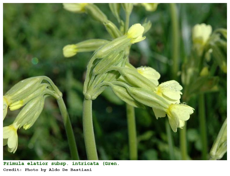 Primula elatior subsp. intricata (Gren. & Godr.) Widmer